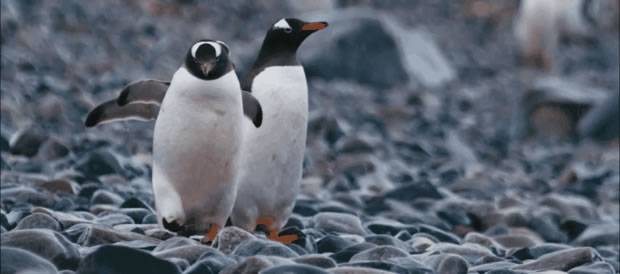 △呆萌可爱的企鹅